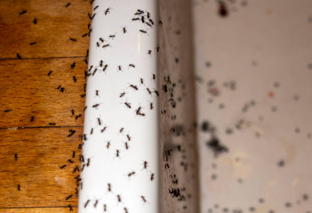 Best Local Pest Control Services  in Caldwell, NJ