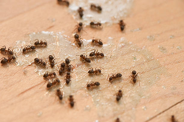 Best Affordable Pest Control Services  in Caldwell, NJ